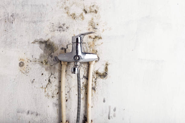 Best Preventive Mold Services in Mayflower Village, CA