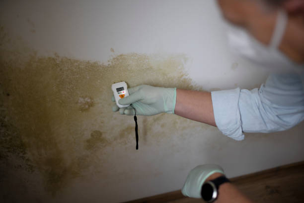 Best Industrial Mold Remediation in Mayflower Village, CA