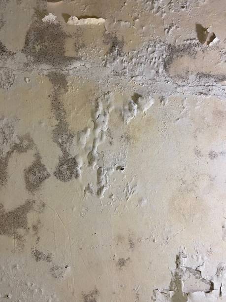 Best Localized Mold Remediation (e.g., coastal areas, humid climates) in Mayflower Village, CA