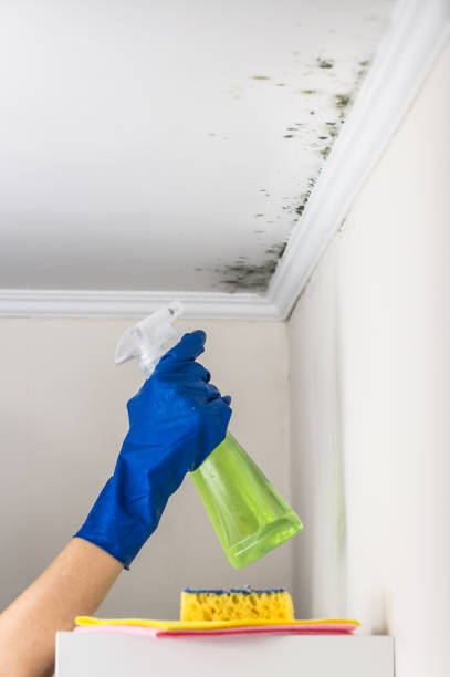 Best Black Mold Remediation in Mayflower Village, CA